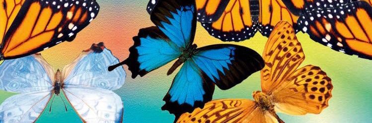 _Kali_Rae_'s profile banner image
