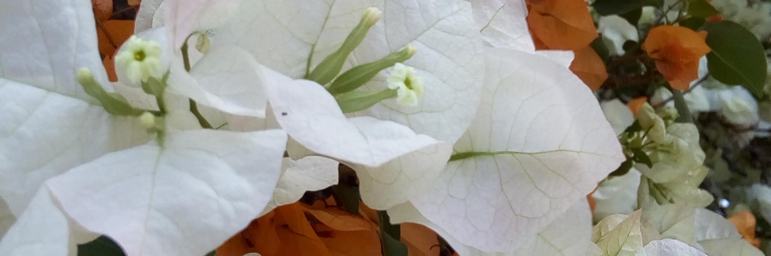 orianamariaig's profile banner image