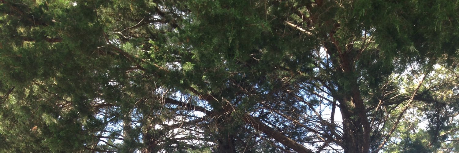 teelmarie's profile banner image