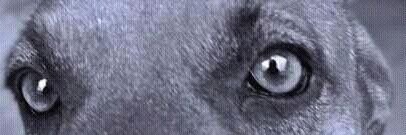 eaoviedo's profile banner image