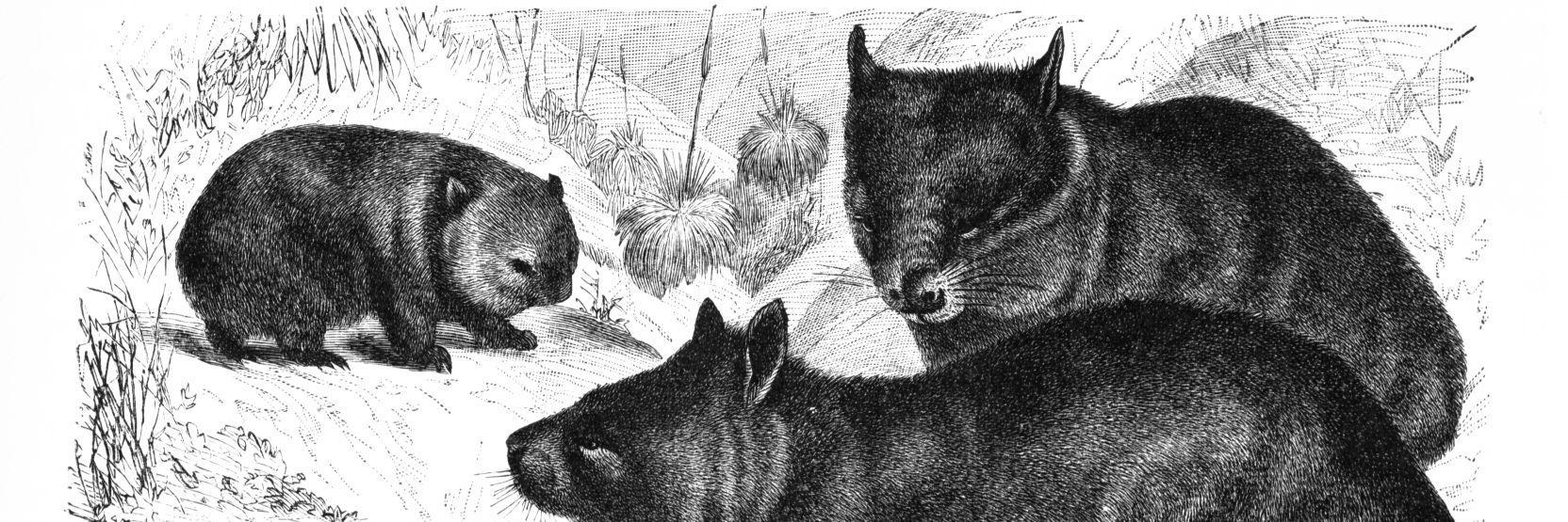 WombatDrool's profile banner image