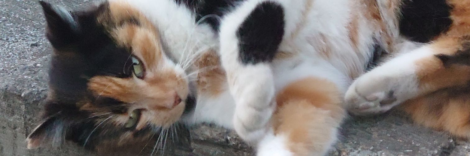 ぼのぽん🍊🎮 banner