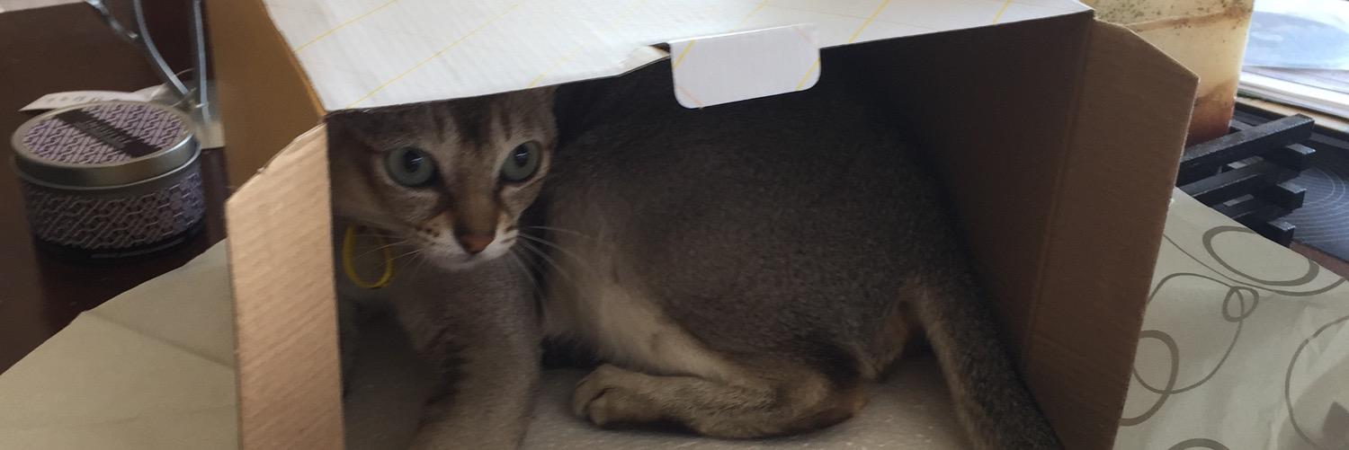 KittyHamish's profile banner image