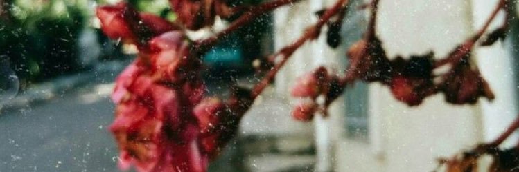 aysglkf's profile banner image