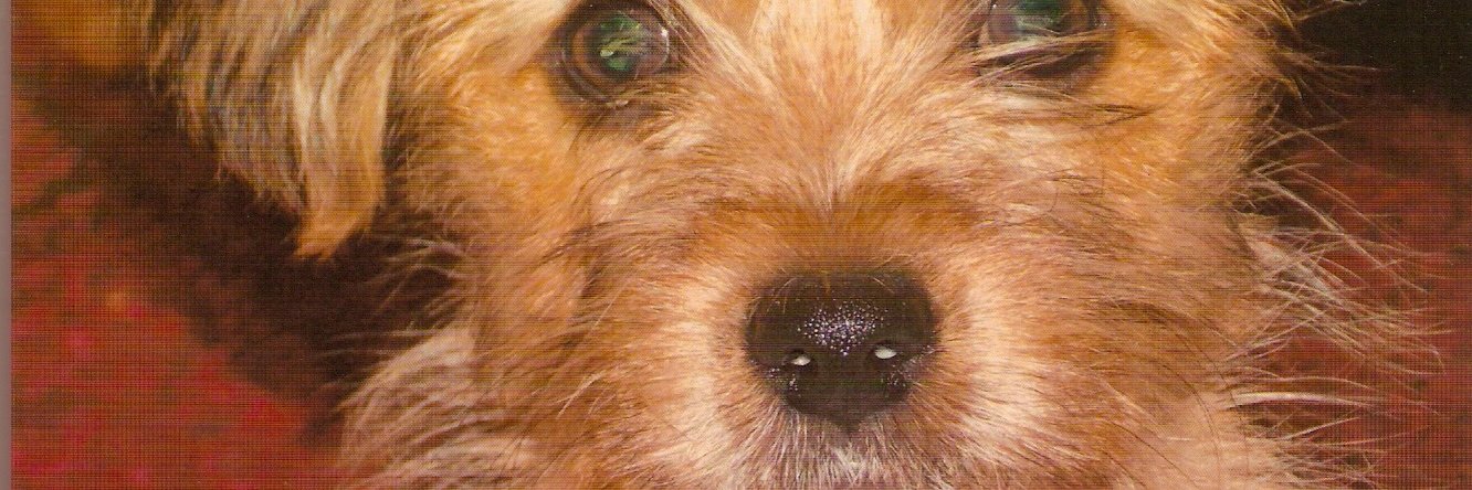 Peter S. Fischer banner