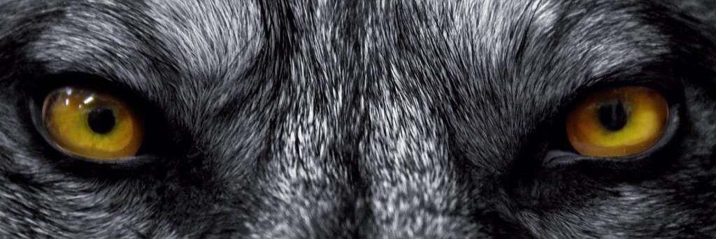 LanguidDevourer's profile banner image