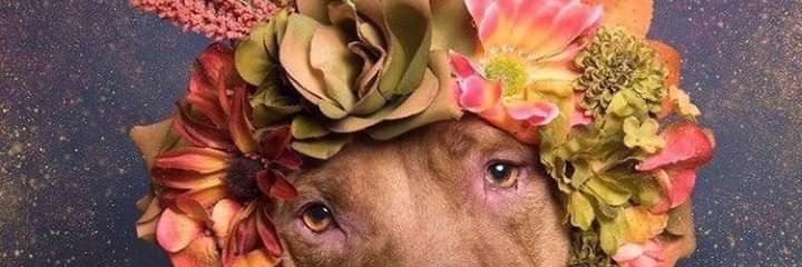 Daisyrojas099's profile banner image