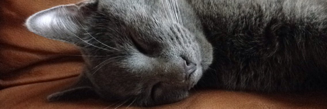 SbOfGriffindor's profile banner image