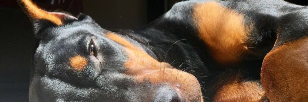 phannyshsh's profile banner image