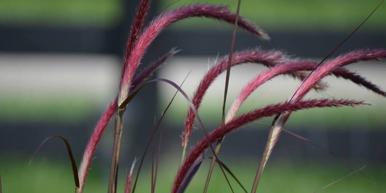 LoisWiggins's profile banner image