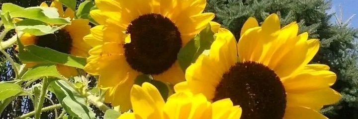 MoshashoS's profile banner image