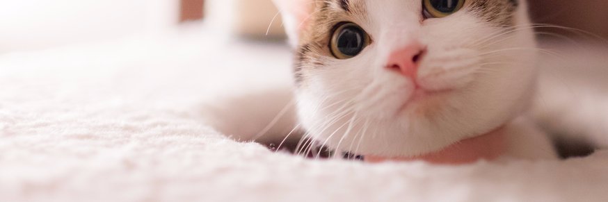 AnimalsKkkk's profile banner image