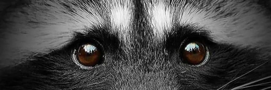 CHAGOYATHEBOSS's profile banner image
