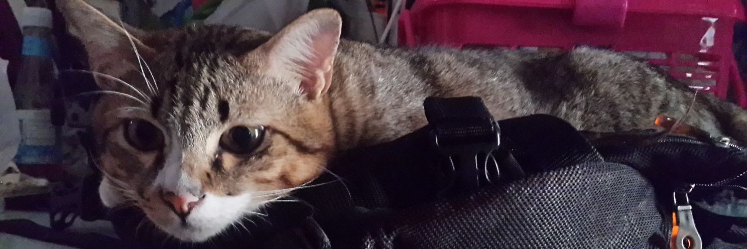 tabtimtuenmai's profile banner image