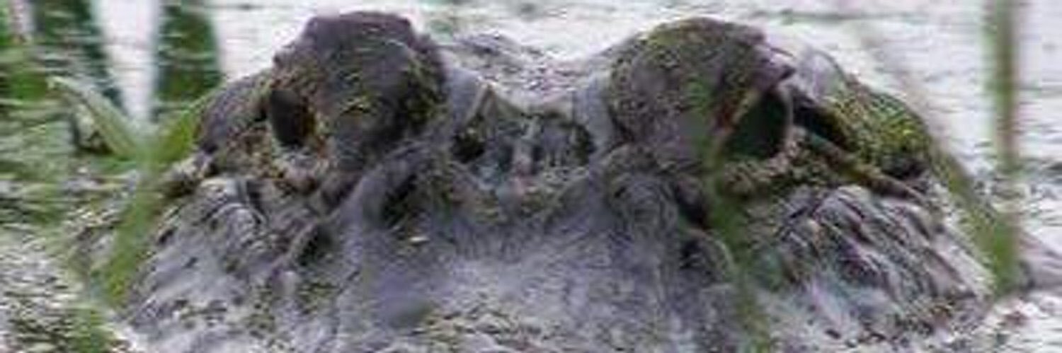 KayBee🧡💙🐊🏈🧡💚🐍🏈. 💚💚⛳️ banner