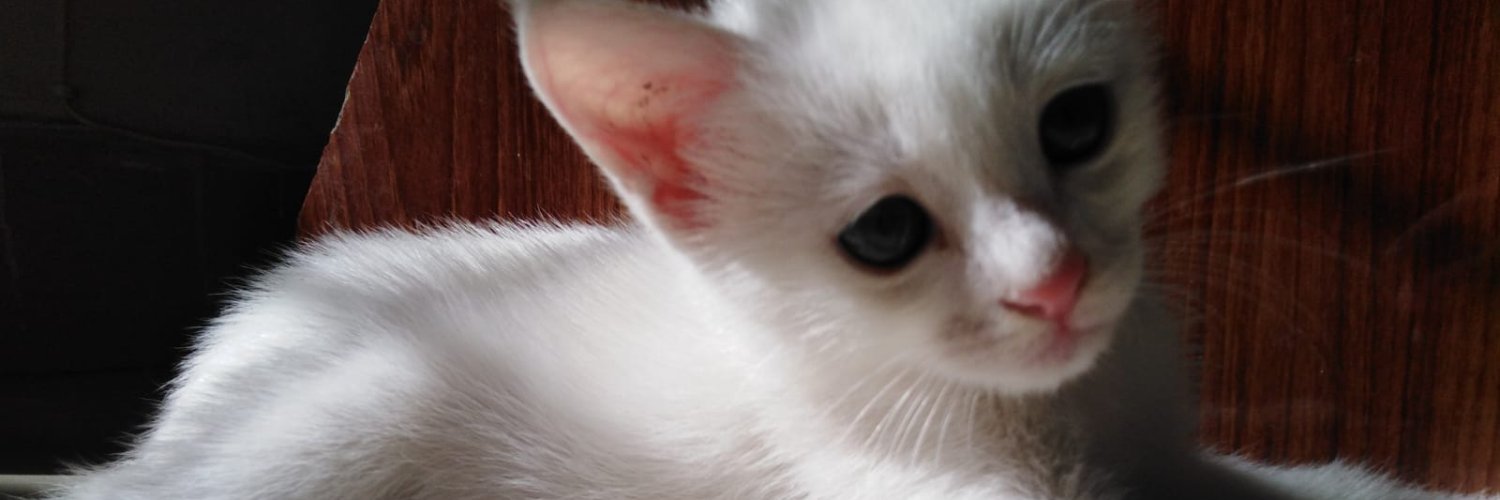 NedHere's profile banner image