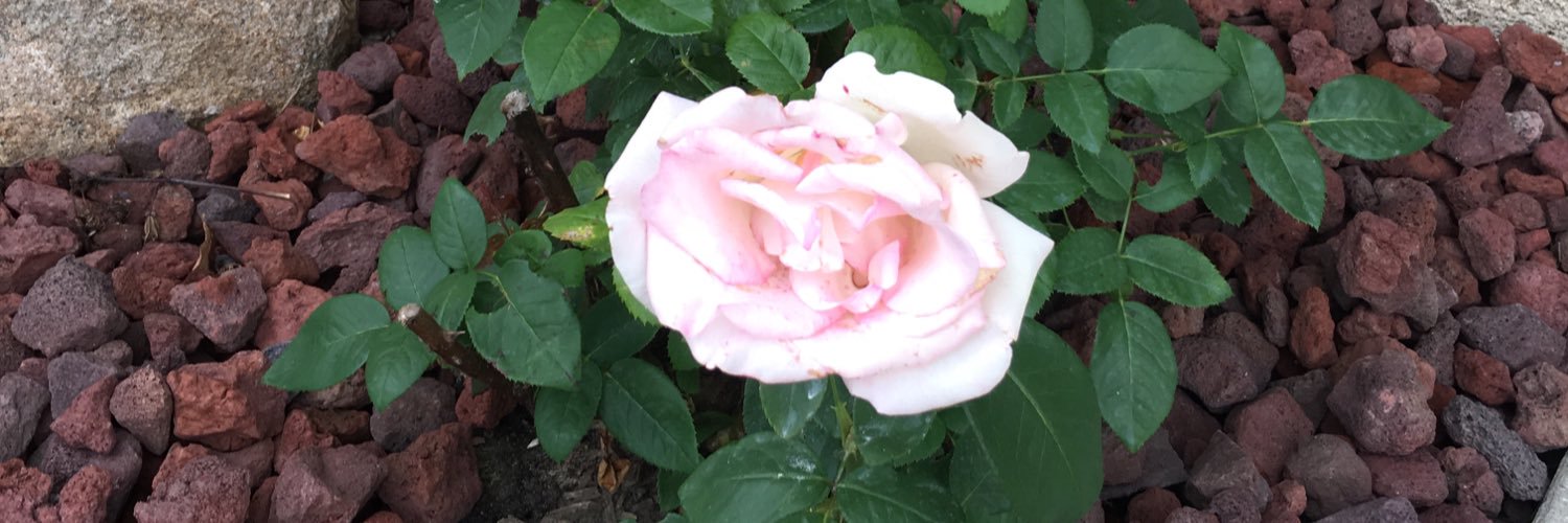Trenajean23's profile banner image