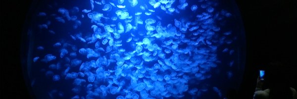 indigo_jf Profile Banner