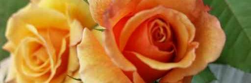 wilson_celene's profile banner image