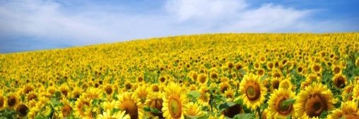 MsKewtie's profile banner image