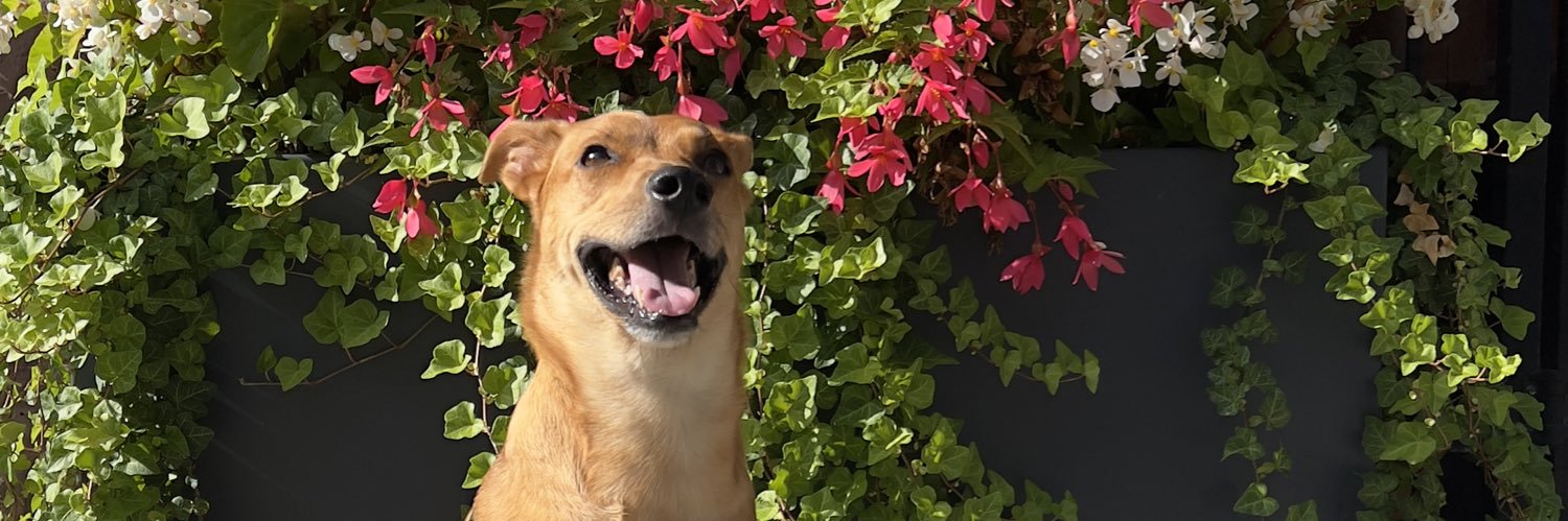 rafacezar's profile banner image