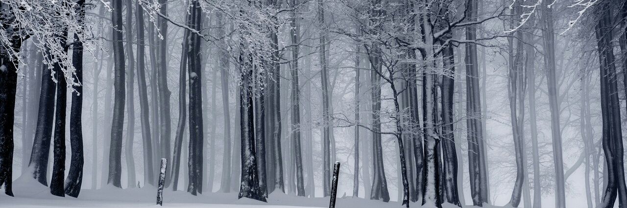StevenKoeppel's profile banner image