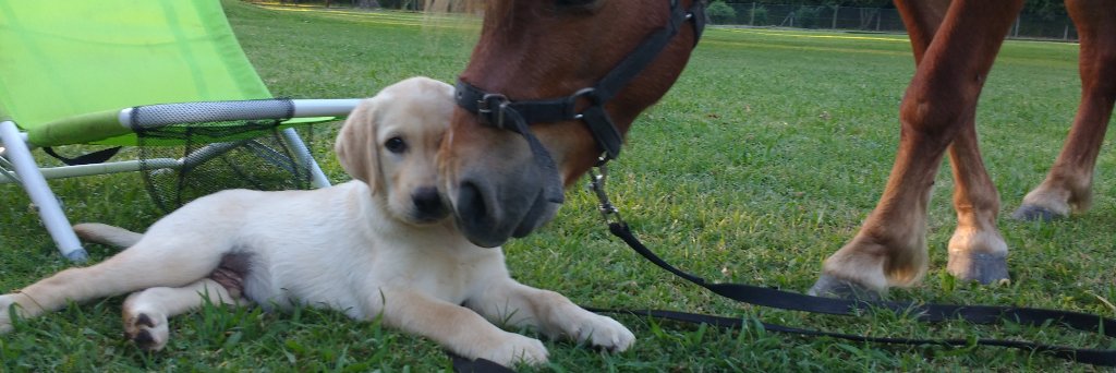dogs_forchange's profile banner image