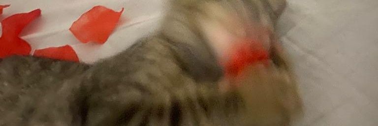 _amadoranott's profile banner image