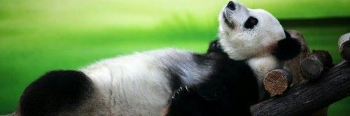 drambee's profile banner image