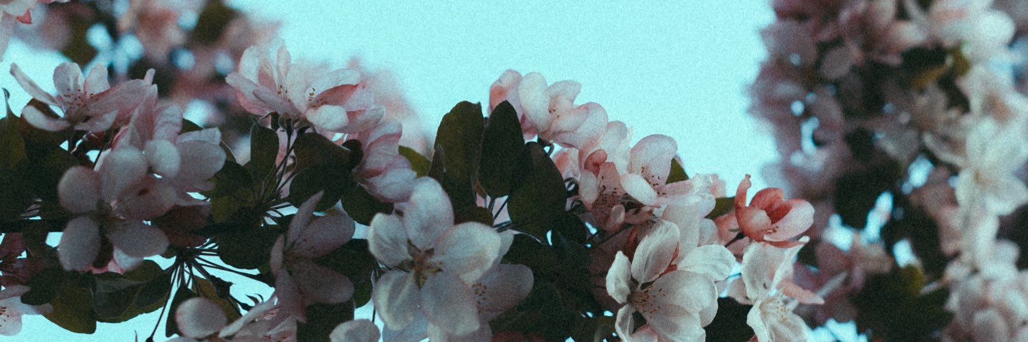 _soph_l's profile banner image