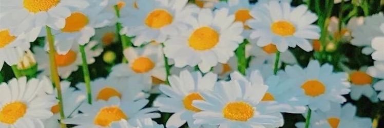 jeansleviz's profile banner image