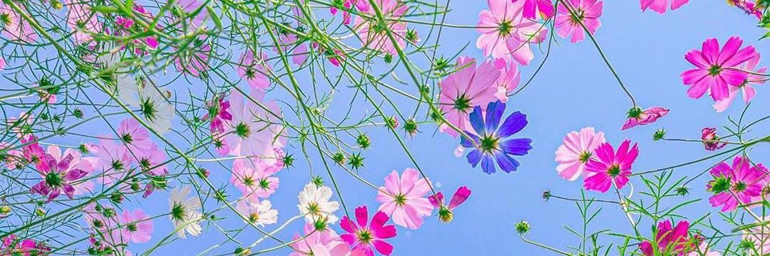 Nia_Oei's profile banner image