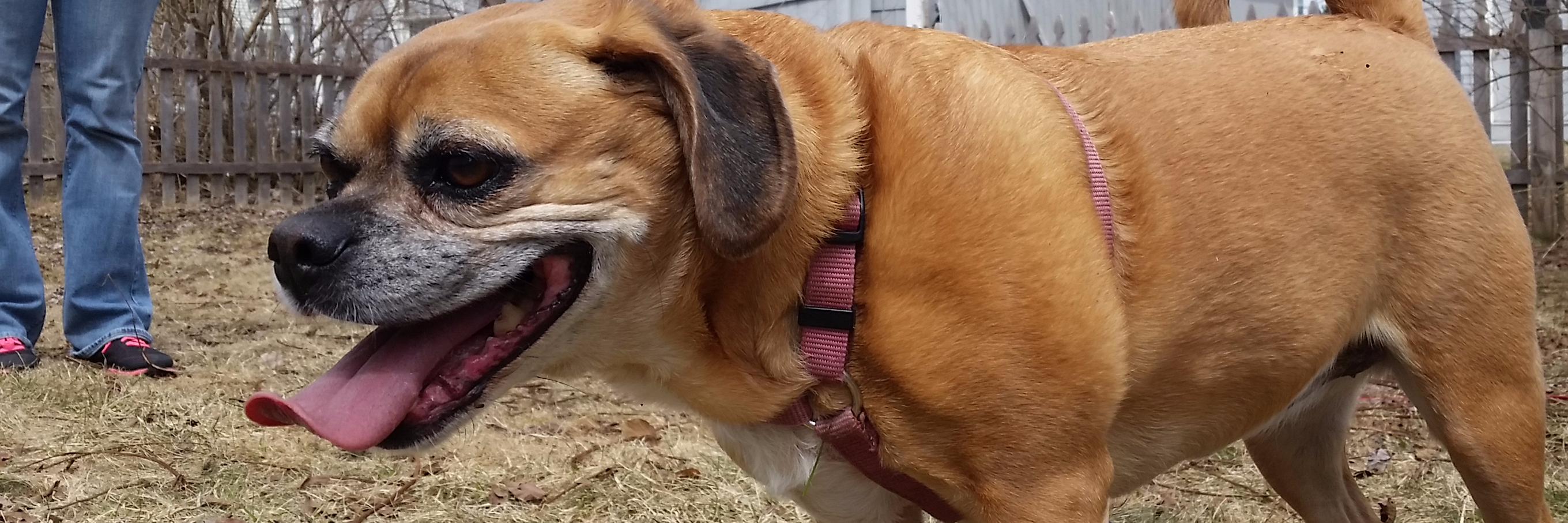 HappyPuggle's profile banner image