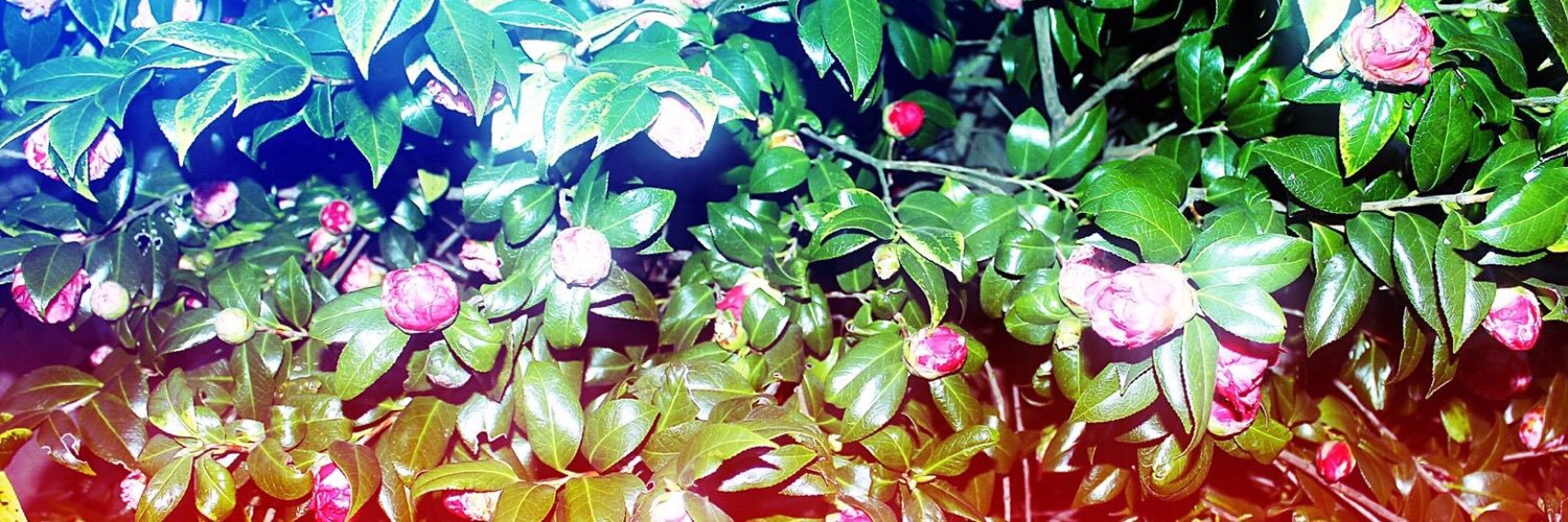 the_alca_'s profile banner image