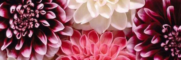 doll5757's profile banner image