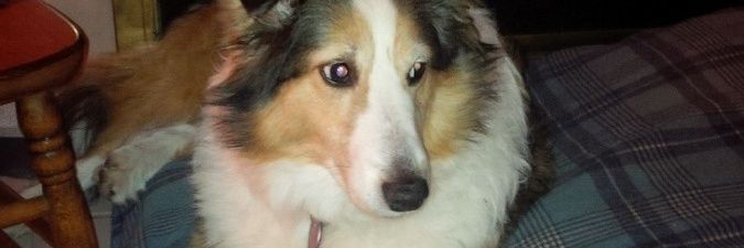 hollydgriff's profile banner image