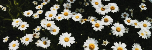 RhianMullis's profile banner image