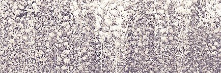 blukaelei's profile banner image