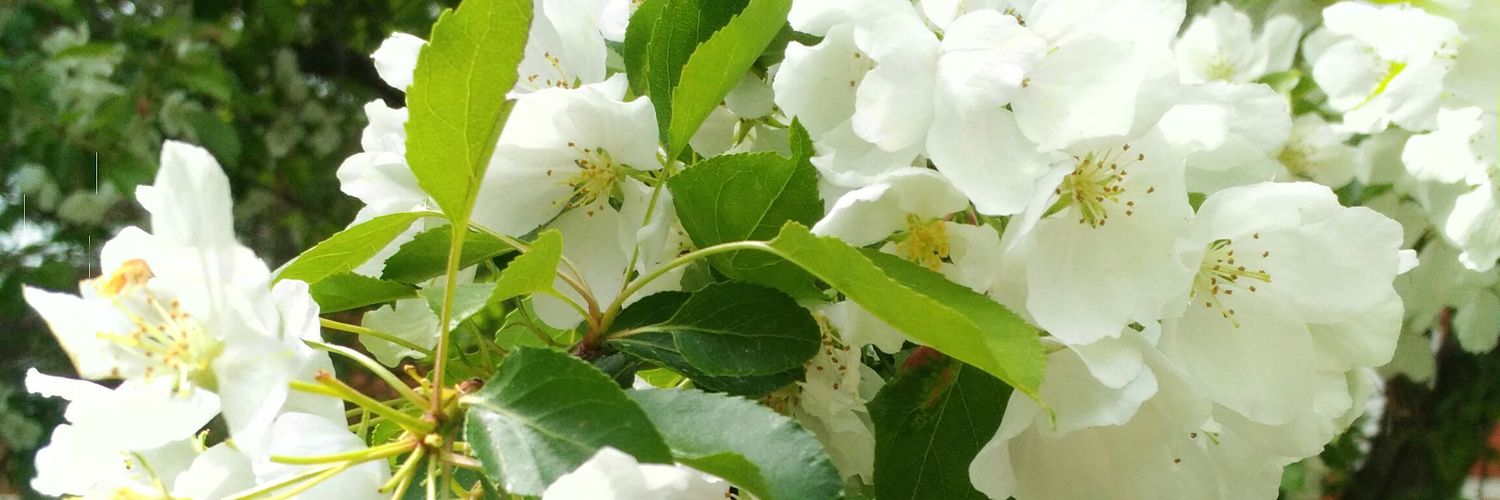 ValjaChimitova's profile banner image
