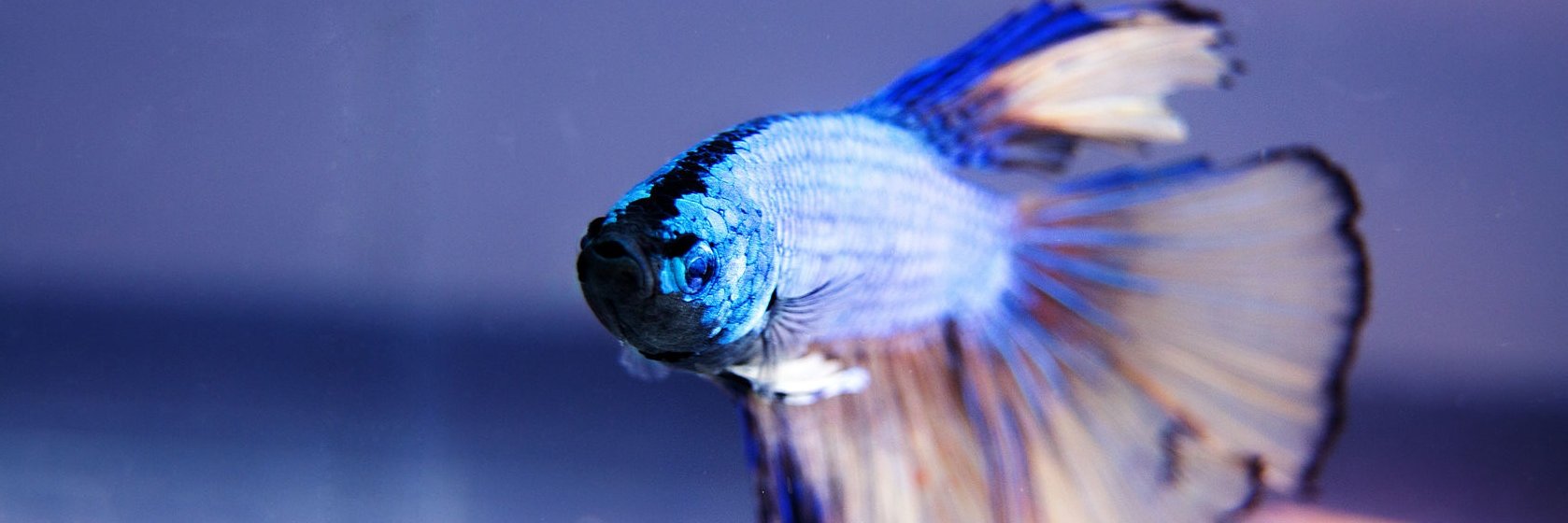 BettaBuddy's profile banner image