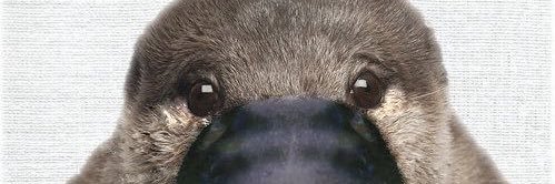headdragon0303's profile banner image