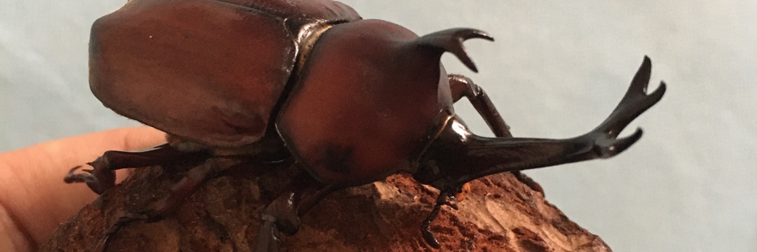 kabutone's profile banner image