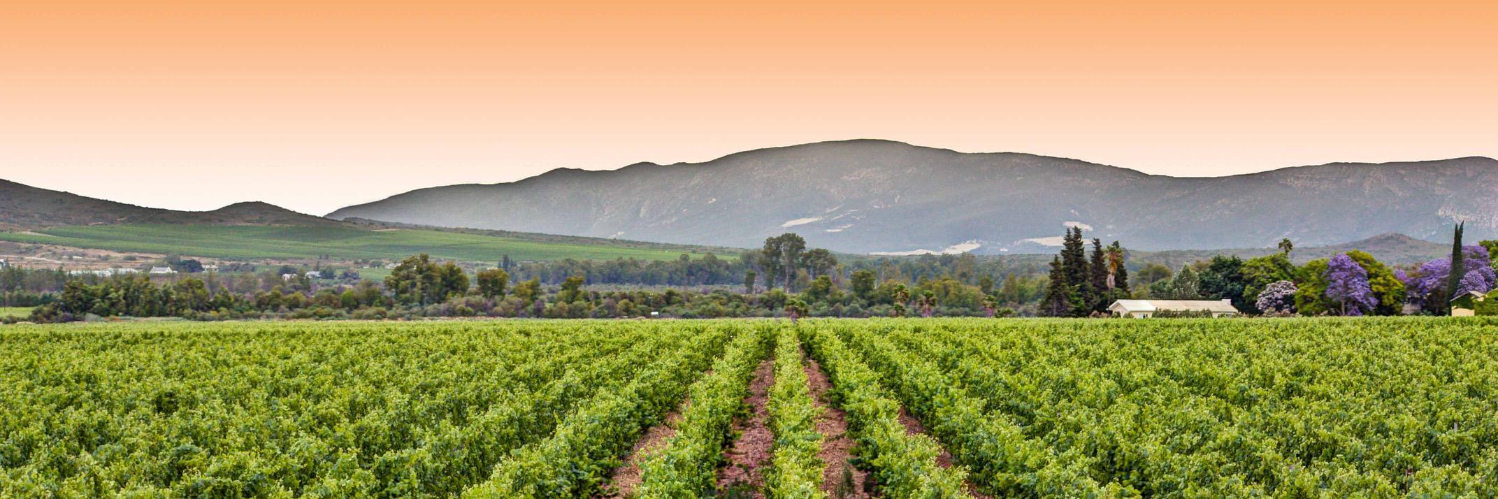 Springfield Estate banner