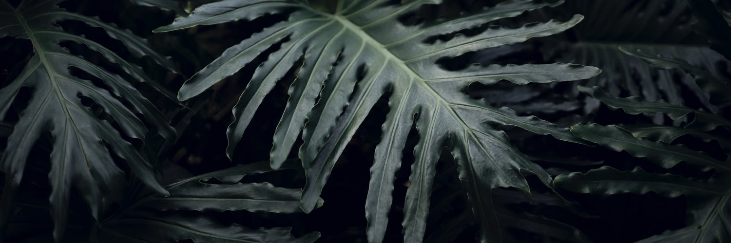 lensofchad's profile banner image