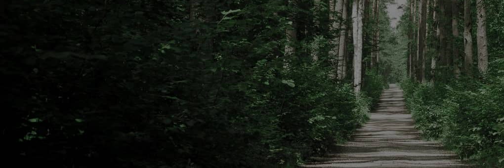 ₿itforest banner