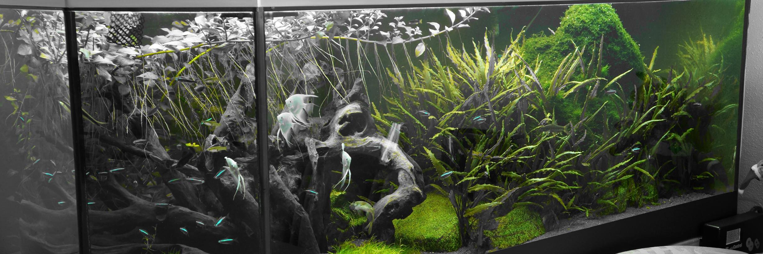 AquariumReport's profile banner image