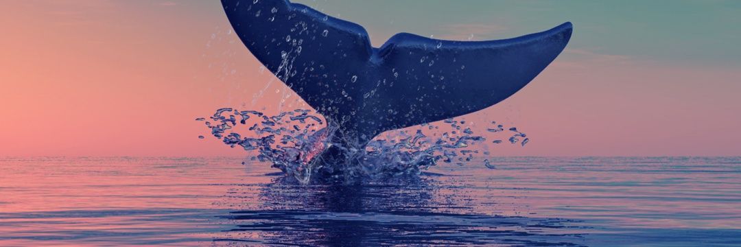 tuarutuaru's profile banner image