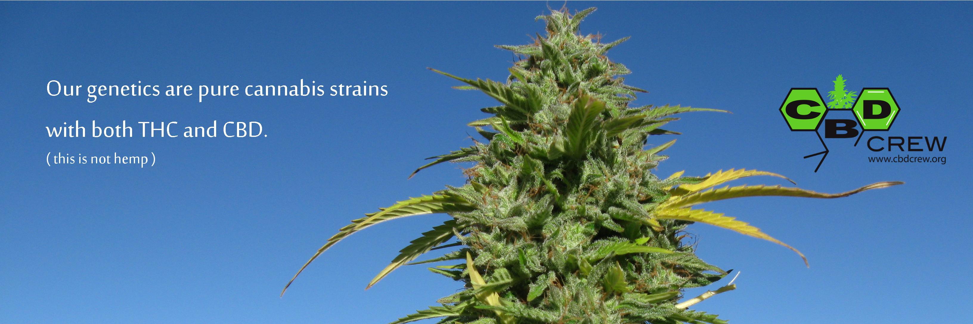 CBDCrewOfficial's profile banner image
