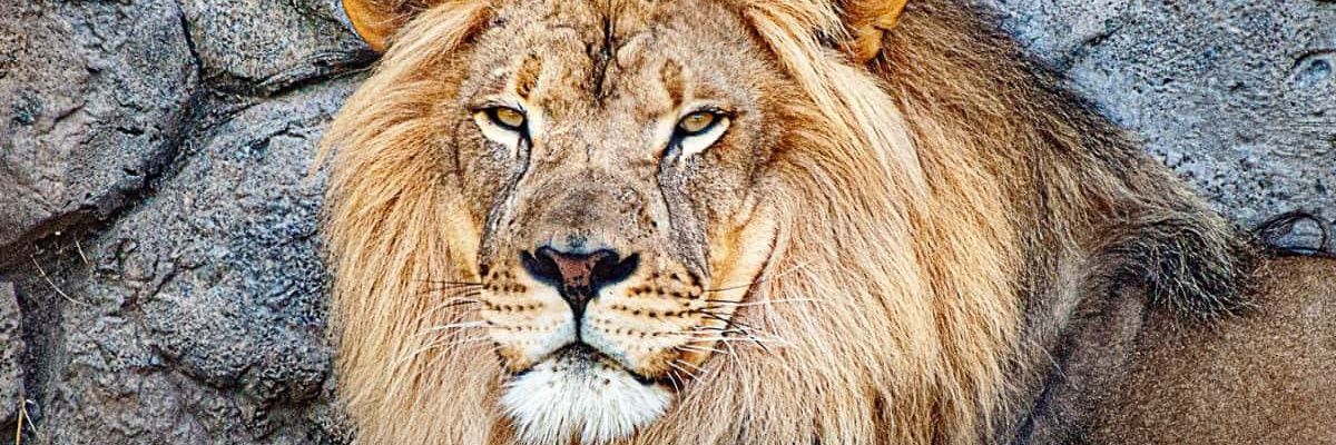 TankRavjibhai's profile banner image