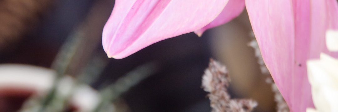 MissGoldblatt's profile banner image